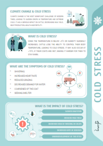 ROKI – Cold Stress in Cattle